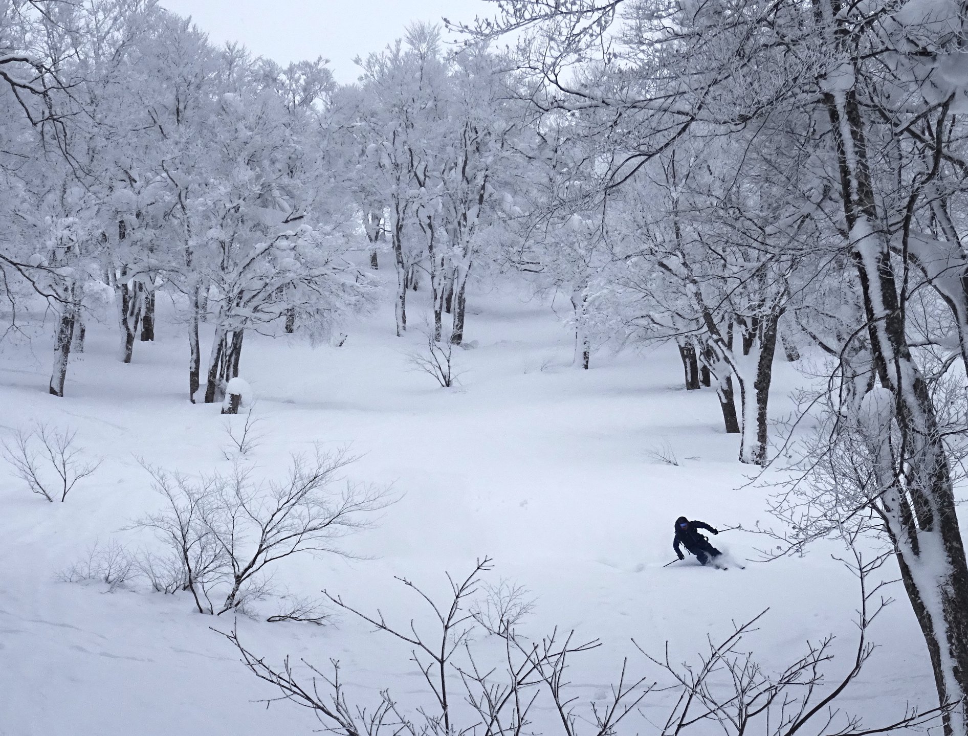 http://www.norte-sapporo.com/JP/50628527_2074259845975661_3819064213565865984_o.jpg